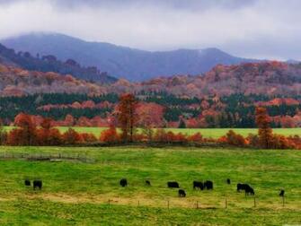 Wagyu Cows 4k HD Desktop Wallpaper For Ultra