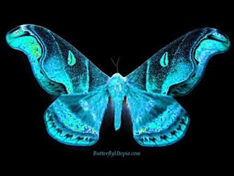Butterfly Wallpaper Background Desktop