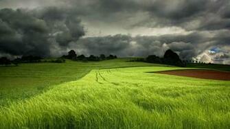 Grass Fields HD Wallpaper FullHDwpp Full