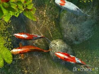 Koi Fish 3d Screensaver