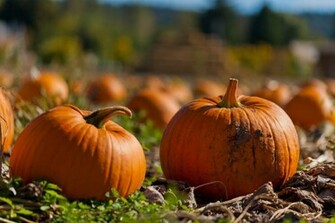 Fall Pumpkin Patch Wallpaper October