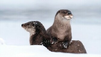 Sea Otters Computer Wallpaper Desktop Background Id
