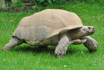 African Spurred Tortoise Wikipedia