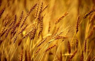 Wallpaper Wheat Field Macro Background Rye