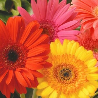 Beautiful Wallpaper Gerbera And Daisy Flower