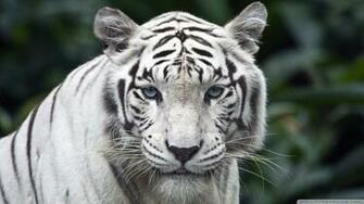 Download White Siberian Tiger Wallpapers [1920x1080] | 44+ White Tiger