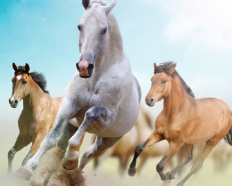 Three Majestic Horses Running Wallpaper