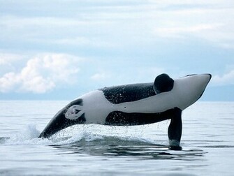 Killer Whales Wallpaper Fun Animals Wiki Videos Pictures Stories