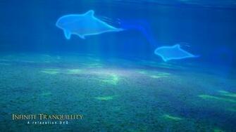 Relaxing Wallpaper Dolphins