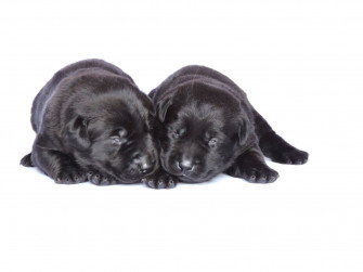 Silver Lab Puppies Labs