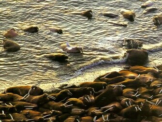 Animal Walrus Wallpaper Animals