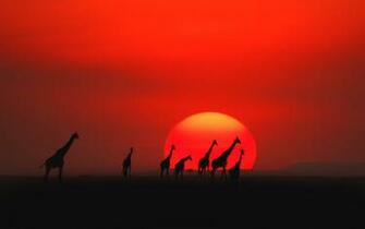 The Top Trending Wallpaper Of Kenya Aholic