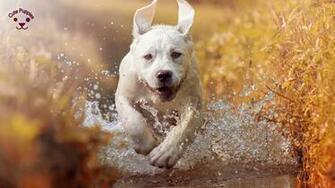 High Quality Dog Wallpaper For Lovers Cute Puppies Now