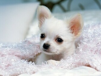 Chihuahua Dog Wallpaper Image