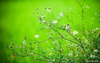Wallpaper Animal Spring Flowers And Birds