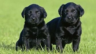Black Labrador Puppies Wallpaper