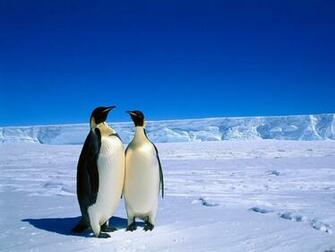 Penguin Wallpaper Fantastic Image K Ultra HD