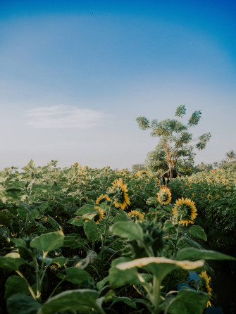 Yellow Bunga Field 0gtpsjcmlapv9uqt Wallpaper