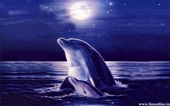 Dolphin Wallpaper Friendly Fish Dolphins