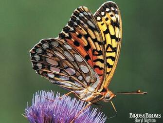Birding Birds Blooms