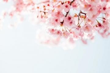 Japanese Cherry Blossom Pictures HD Image On