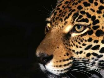 Jaguar Animal Wallpaper