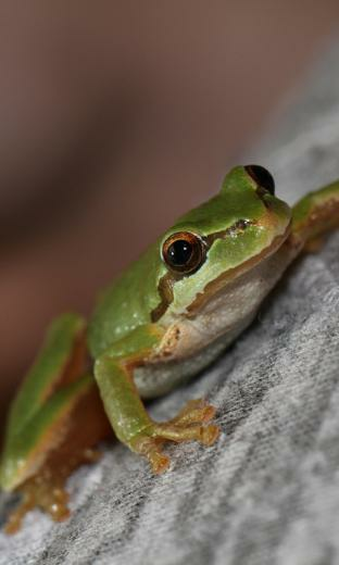 Funny Super Frogs Live Wallpaper HD For Android