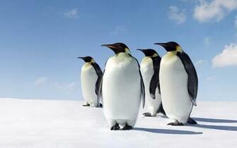 Cute Penguins Wallpaper HD For Desktop Amp Mobile
