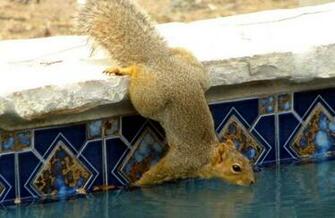 Funny Summer Animals Newbest Photos Wallpaper All