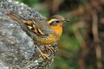 Birds Imagens Female Varied Tordo Sapinhos Perched On A Bird Bath