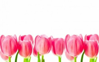 Pink Tulips Wallpaper