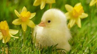 Hen Tag Wallpaper Animals Bird Water Birds Love