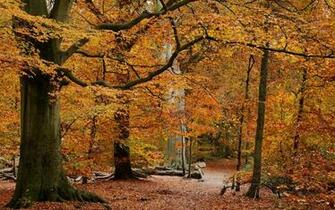 Fall Forest Scenery Jpg Last Modified