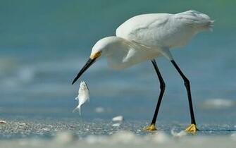 Animals Birds Fish Hunting Herons Wallpaper