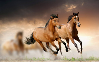 Equestrian Wallpaper