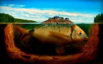 Animal Image Id Abyss