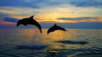 Dolphins Caribbean HD Wallpaper For Windows