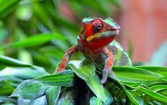 Colorful Chameleon Wallpaper HD Tapandaola111