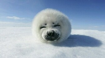 Funny Animal HD Wallpaper