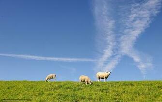 Wallpaper Field Sky Sheep Nature Desktop In