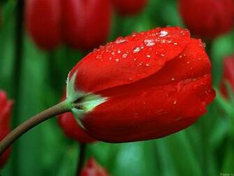 Red Rose Desktop Wallpaper High Definition