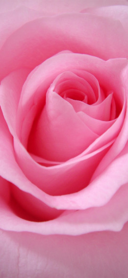 Close Up Photo Of Pink Rose iPhone Wallpaper