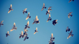 Birds Flying Wallpaper