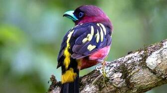 Exotic Birds Wallpaper