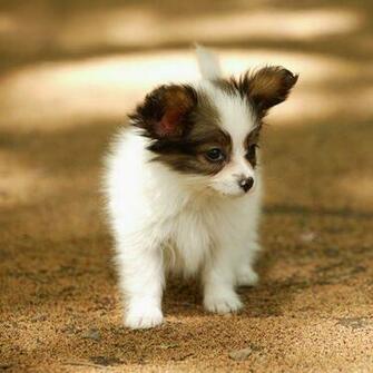 Papillon Puppy Wallpaper