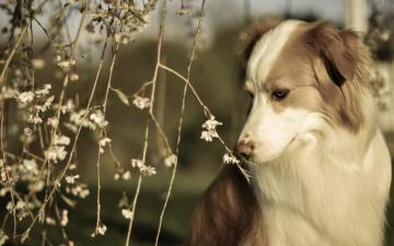 Dog HD Wallpaper