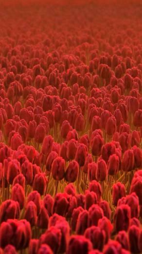 Red Tulips iPhone Wallpaper