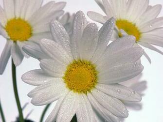 Delicate Daisies Wallpaper HD