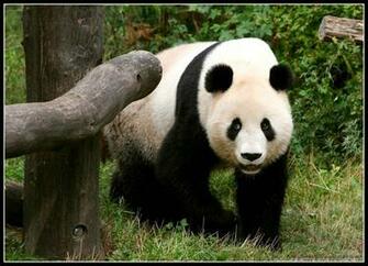 Brown Bear Cool Wallpaper Animal Planet HD