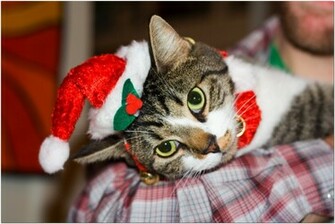 Funny Image Collection Christmas Cat Decorations